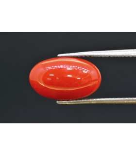 3.90 cts Natural Coral (Moonga)