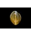 2.7 cts Natural Cats Eye (Lehsunia)