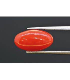 4.47 cts Natural Coral (Moonga)