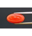 3.68 cts Natural Coral (Moonga)
