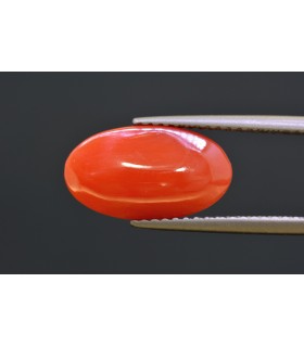 3.68 cts Natural Coral - Moonga (SKU:90160417)