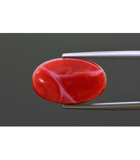 7.99 cts Natural Coral - Moonga (SKU:90160882)