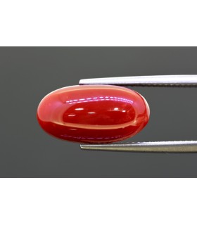 7.99 cts Natural Coral (Moonga)