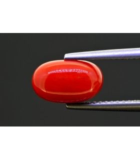 2.86 cts Natural Coral (Moonga)