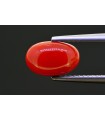 2.57 cts Natural Coral (Moonga)