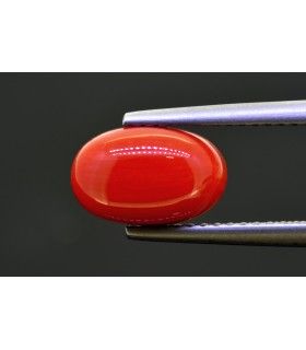 2.55 cts Natural Coral (Moonga)