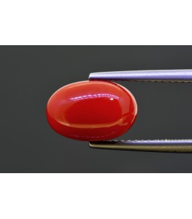 4.49 cts Natural Coral (Moonga)