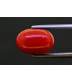 7.29 cts Natural Coral (Moonga)