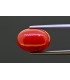 7.19 cts Natural Coral (Moonga)