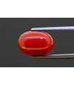 7.19 cts Natural Coral (Moonga)