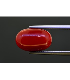 7.5 cts Natural Coral (Moonga)