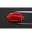 7.5 cts Natural Coral (Moonga)