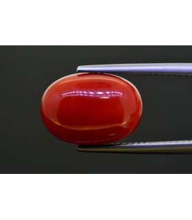8.9 cts Natural Coral (Moonga)