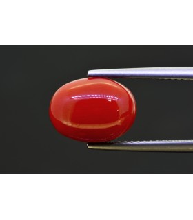 5.36 cts Natural Coral (Moonga)