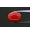5.36 cts Natural Coral (Moonga)