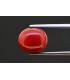 5.05 cts Natural Coral (Moonga)