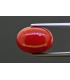 8.49 cts Natural Coral (Moonga)