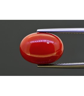 8.49 cts Natural Coral (Moonga)