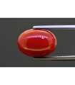 8.49 cts Natural Coral (Moonga)