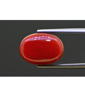 8.49 cts Natural Coral - Moonga (SKU:90158407)