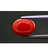 3.48 cts Natural Coral (Moonga)