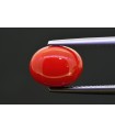 3.34 cts Natural Coral (Moonga)