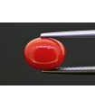 3.02 cts Natural Coral (Moonga)
