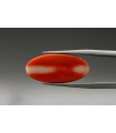 2.56 cts Natural Coral (Moonga)