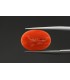 4.79 cts Natural Coral - Moonga (SKU:90074875)