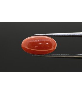 4.67 cts Natural Coral (Moonga)